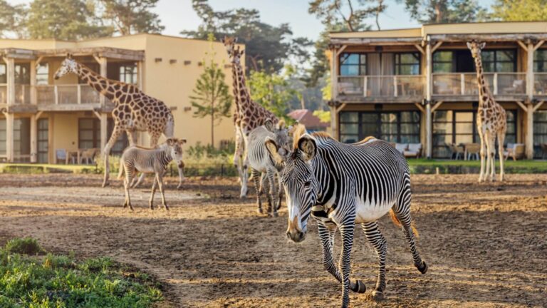 beekse bergen overnachting hotel vakantiehuis