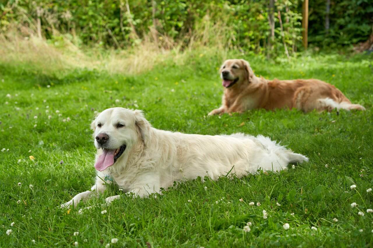 premium honden cottage